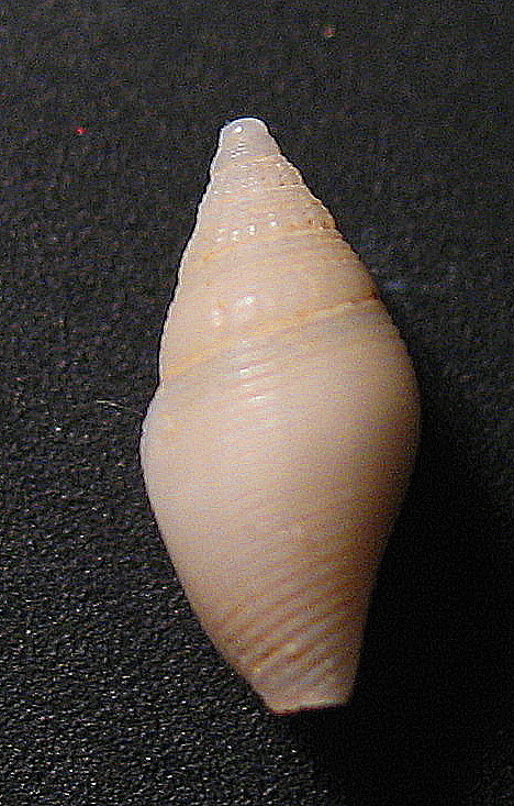 Conidae da verificare